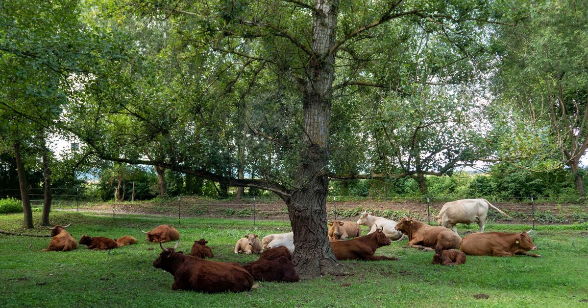 Oververhitting bij weidedieren: hoe herken je het en wat kun je ertegen doen?