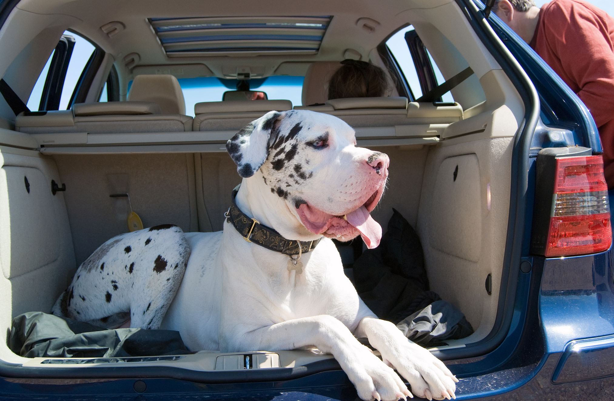 Hond Reizen Hond Reizen