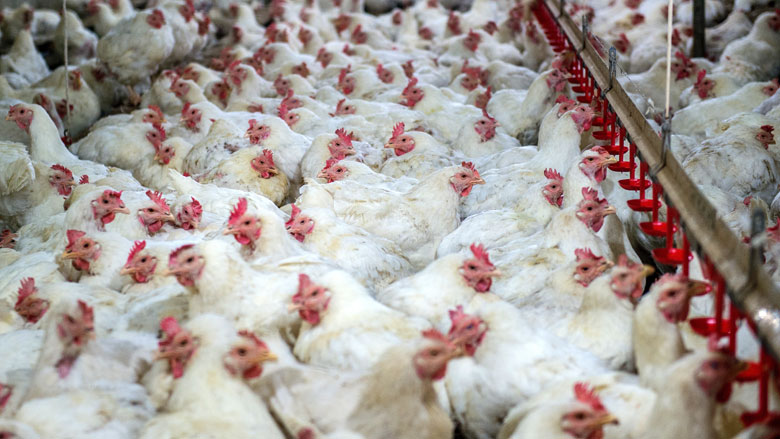 pensioenfonds-dierenleed-5-09-2019.jpg pensioenfonds-dierenleed-5-09-2019.jpg