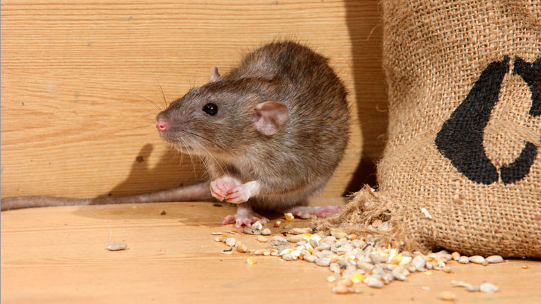 ratten-overlast-251017.jpg