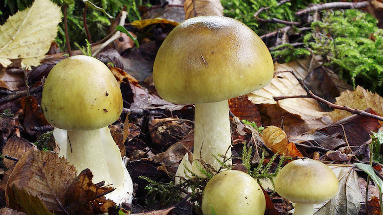 groene knolamaniet.jpeg