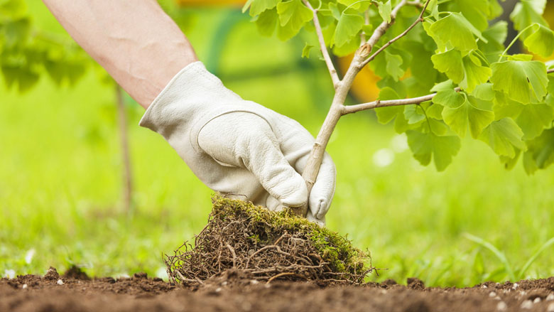 plant_780.jpg plant_780.jpg
