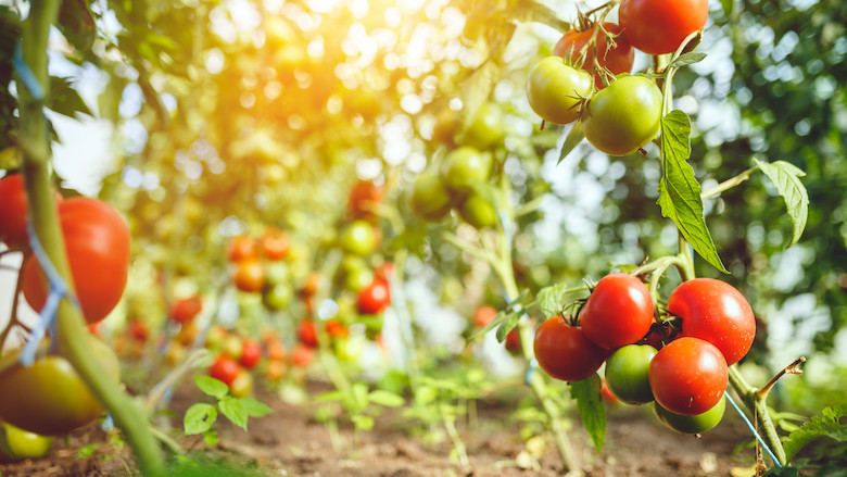 tomaten148735445_l_normal_none.jpg tomaten148735445_l_normal_none.jpg