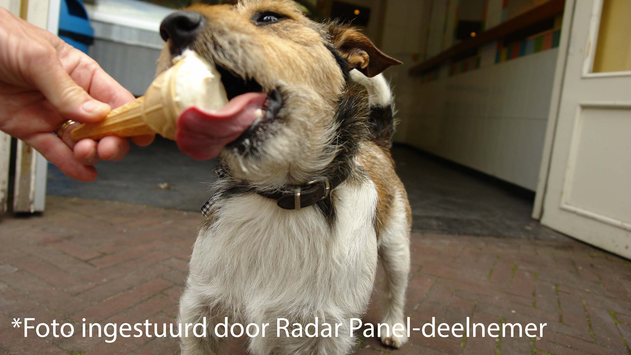 Hond Met Ijs Hond Met Ijs