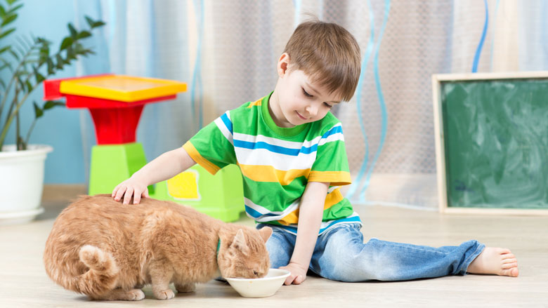 kattenvoer-05-12-2018-780.jpg kattenvoer-05-12-2018-780.jpg
