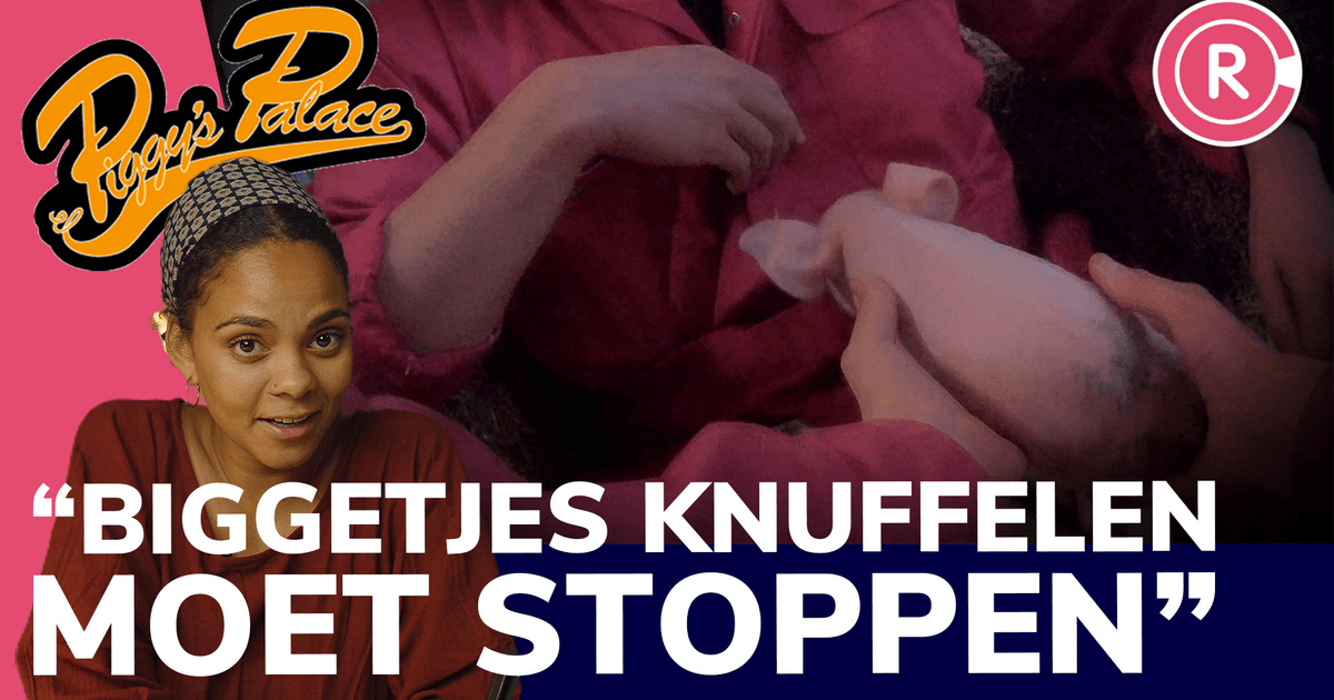 NVWA wil dat biggen knuffelen in Bathmen stopt