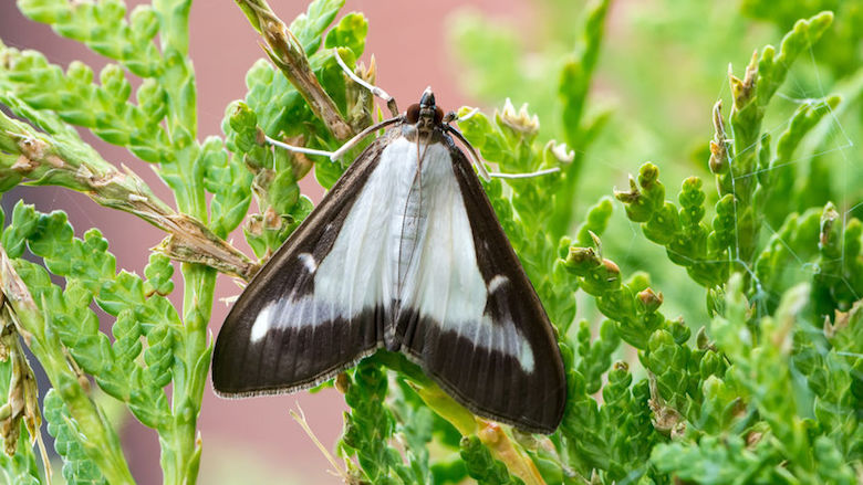 20190805_buxusmot.jpg 20190805_buxusmot.jpg