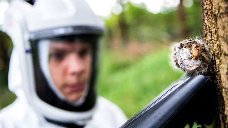 eikenprocessierups-20190715.jpg eikenprocessierups-20190715.jpg