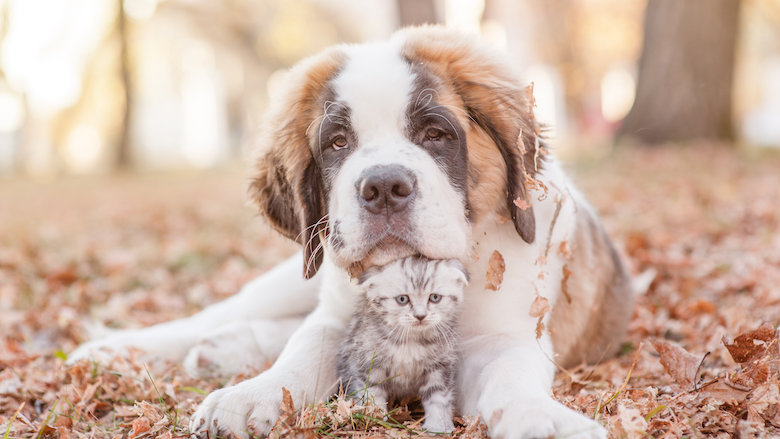 021221 Hond en Kat in het bos.jpg