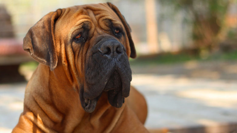 boerboel0613.jpg boerboel0613.jpg