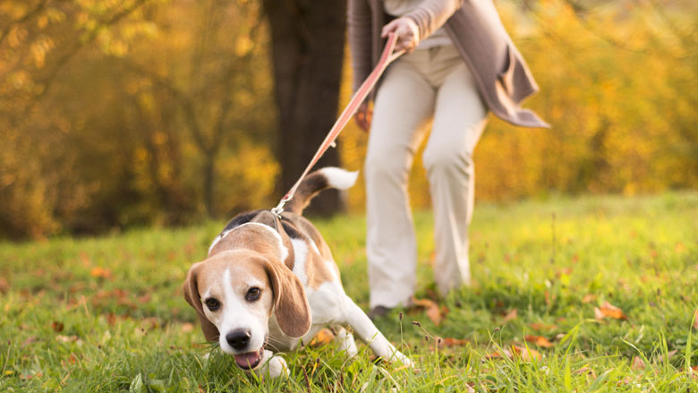 hond-uitlaten-ongeluk22052017.jpg hond-uitlaten-ongeluk22052017.jpg