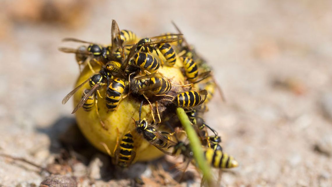 Goed najaar voor wespen Radar het consumentenprogramma van AVROTROS