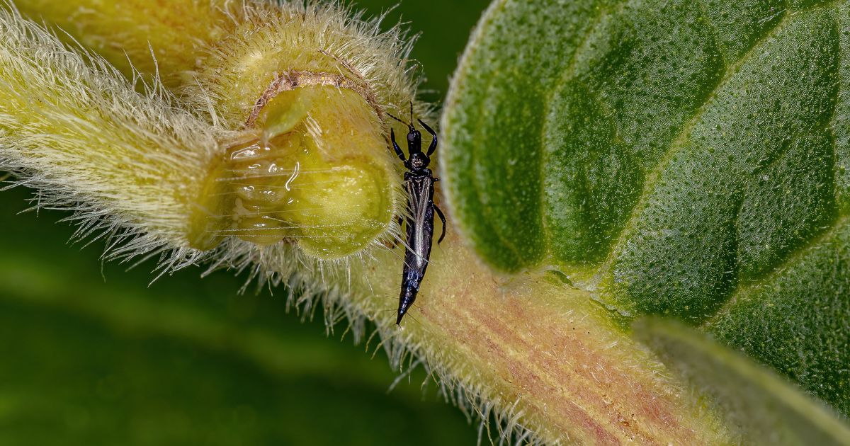 Tripsen in je plant? Weg ermee! | Radar