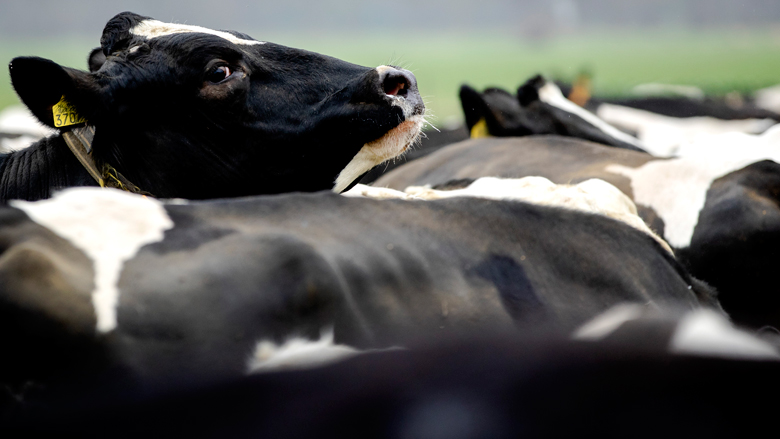 stikstofproductie-28-06-2019-780.jpg stikstofproductie-28-06-2019-780.jpg