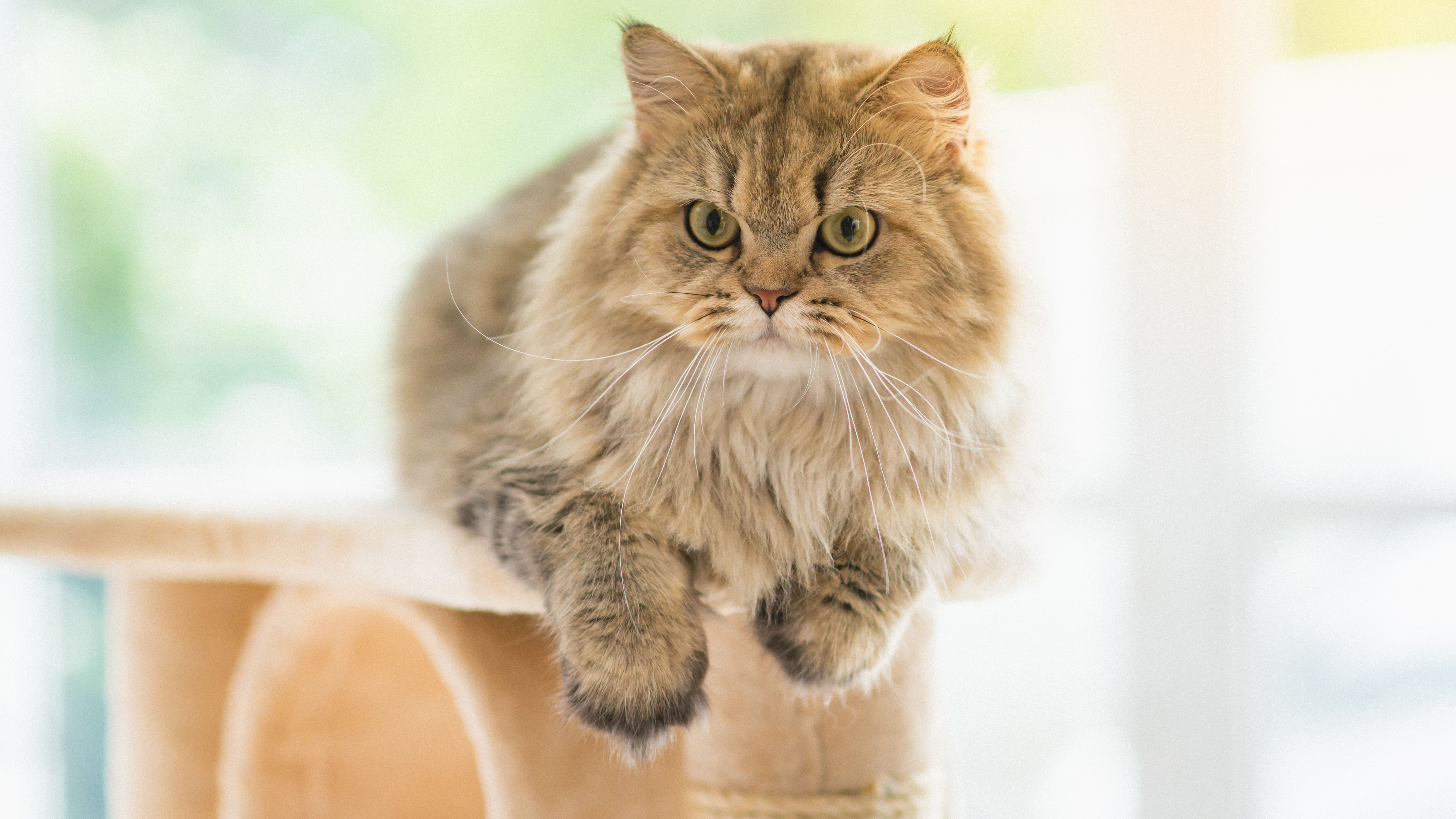 kattenfokkers-waarschuwing-nvwa-30092019.jpg kattenfokkers-waarschuwing-nvwa-30092019.jpg