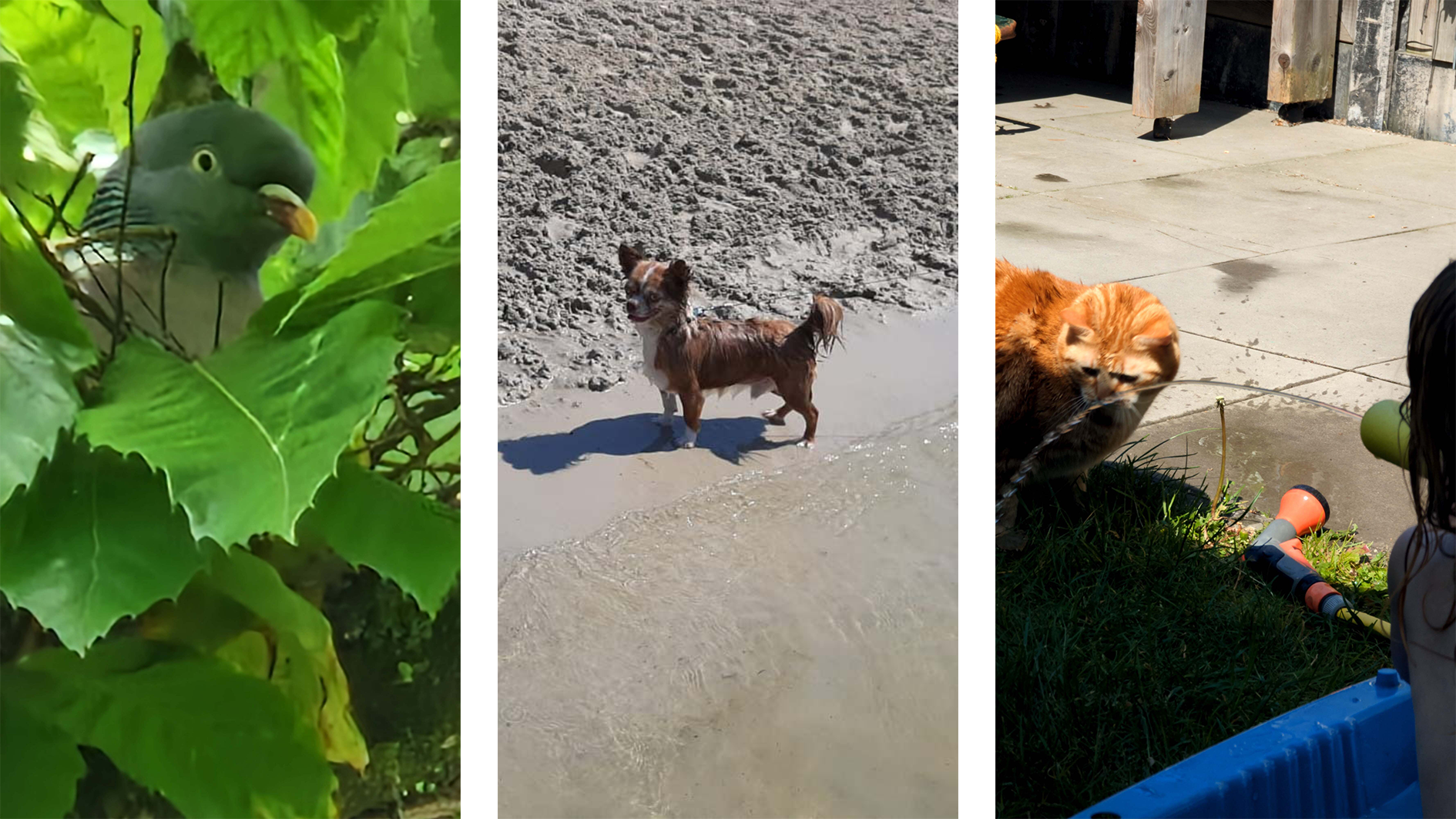 Dieren Hitte