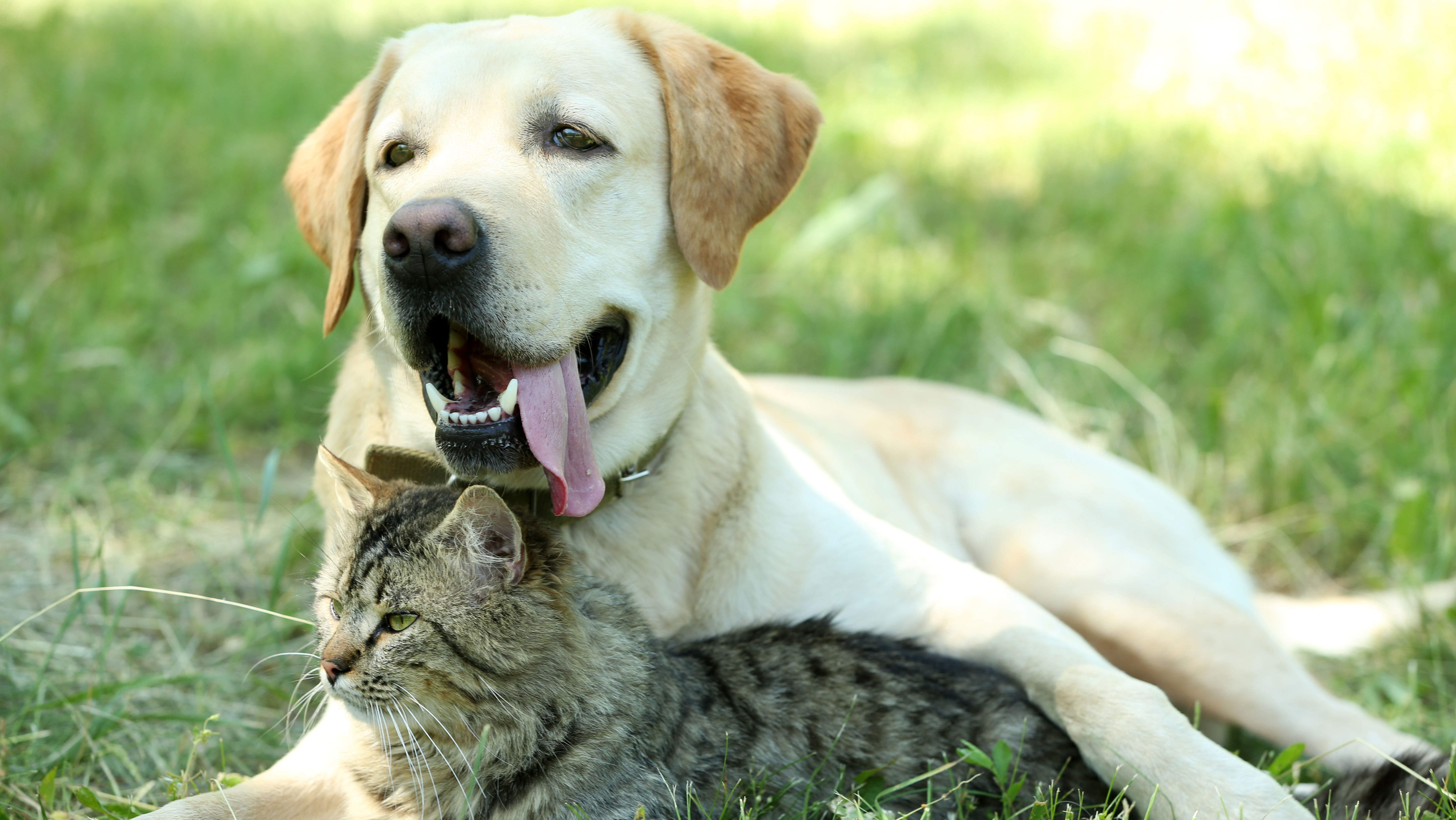 hond-kat-corona-30402020.jpg hond-kat-corona-30402020.jpg