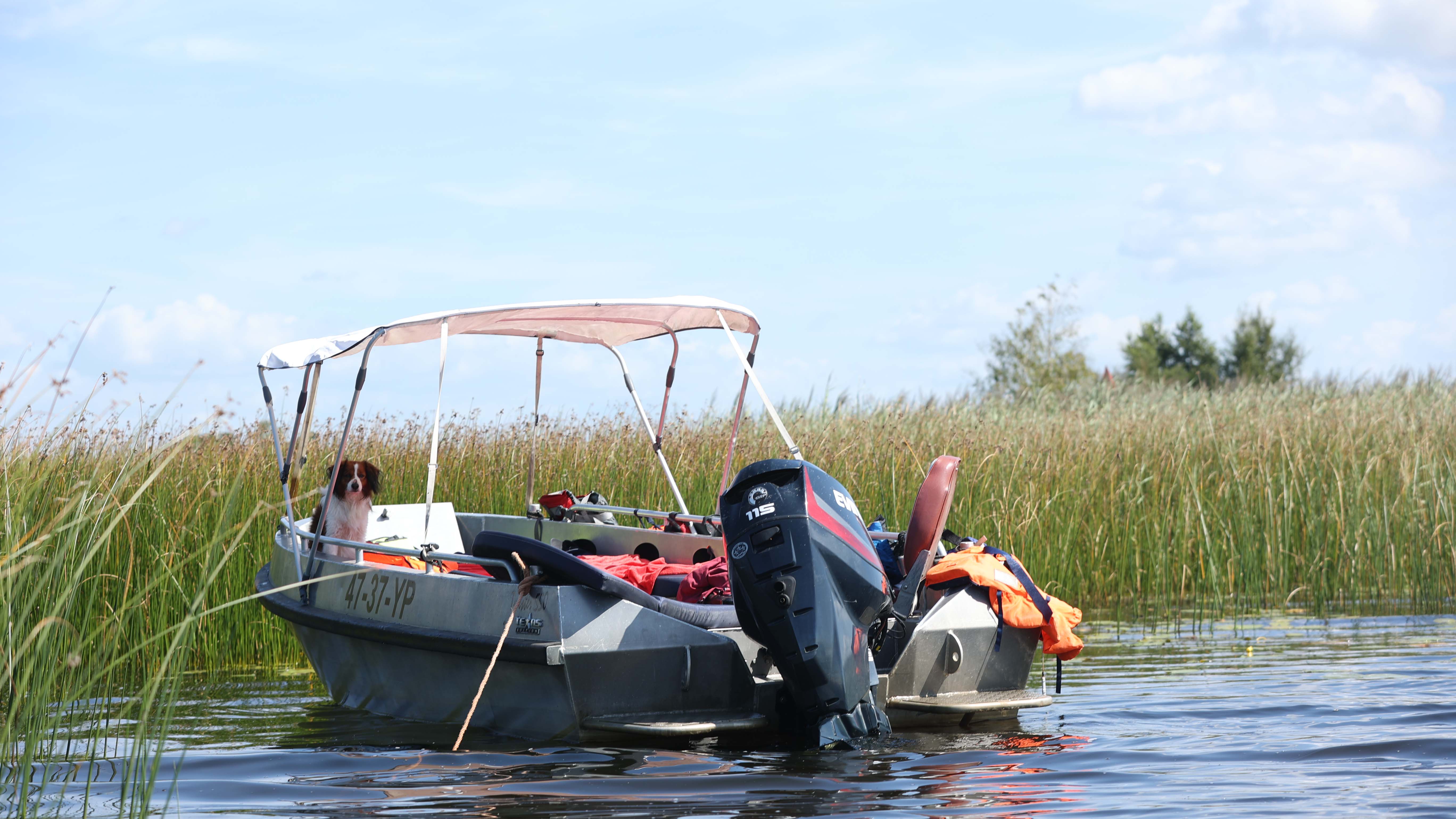 Hond Op Boot