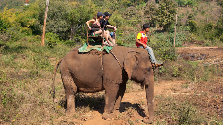 03082021 olifant.jpg 03082021 olifant.jpg