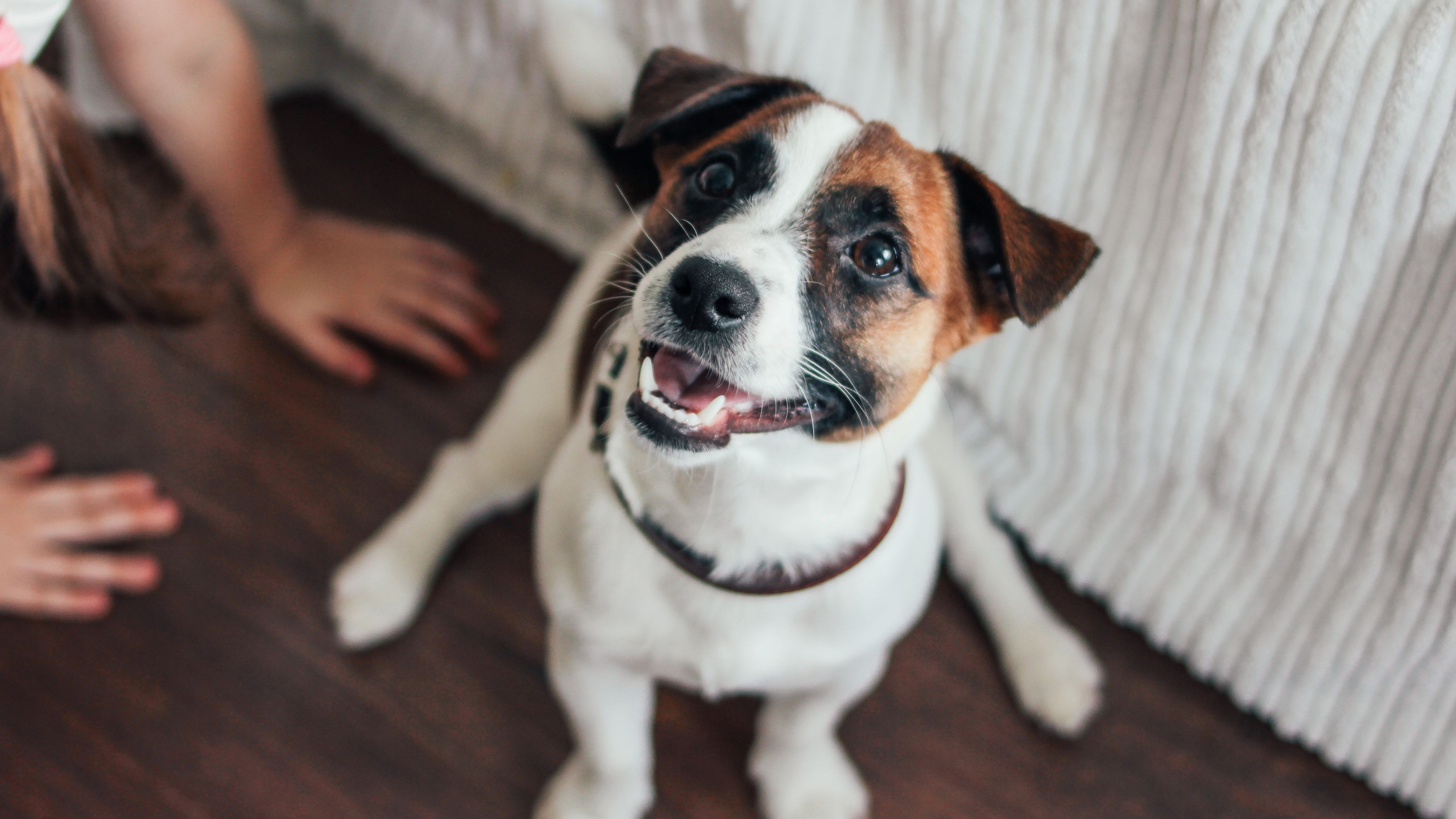 Hond_huisdier.jpg Hond_huisdier.jpg
