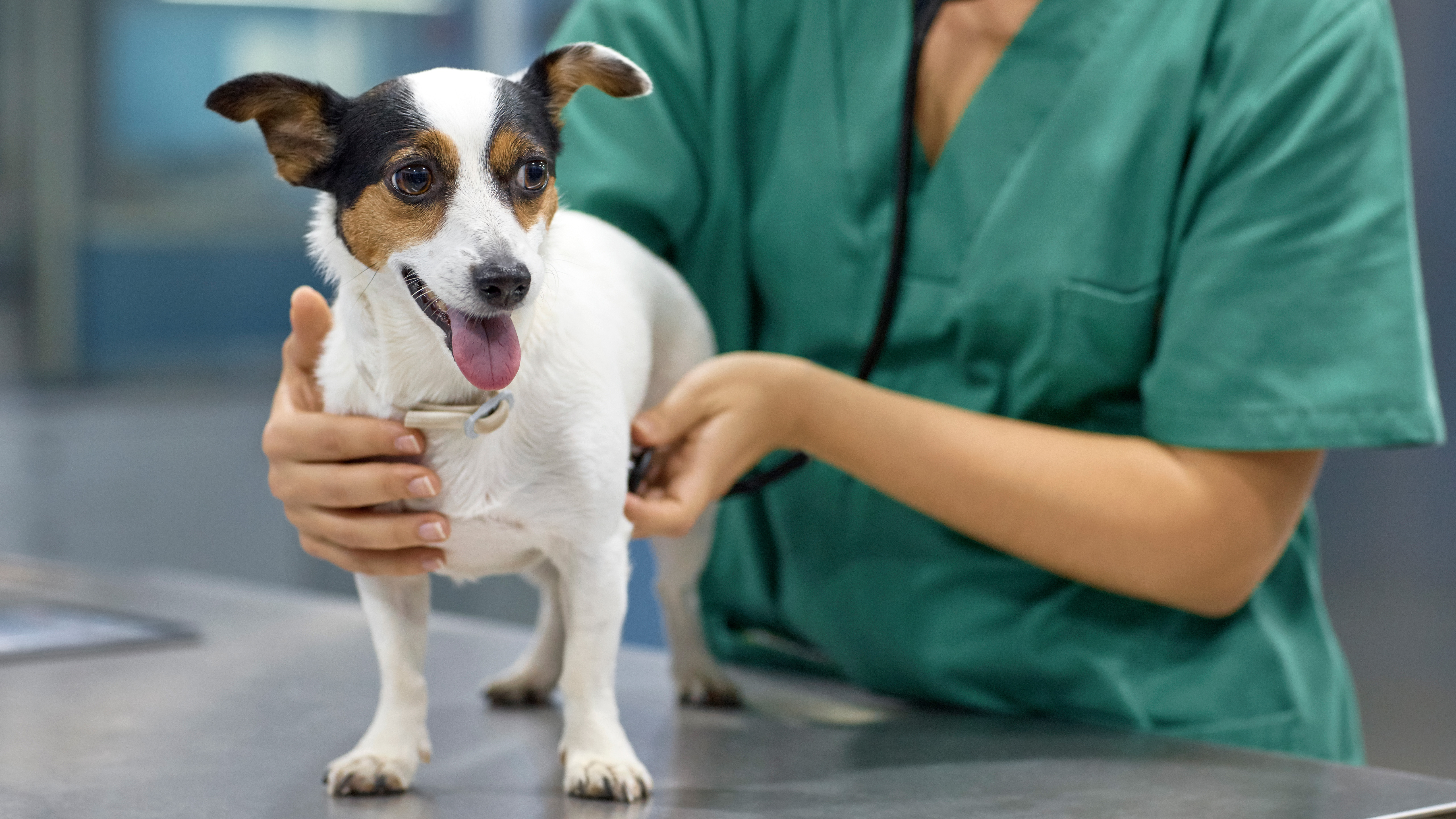 dierenchiropractie.jpg dierenchiropractie.jpg