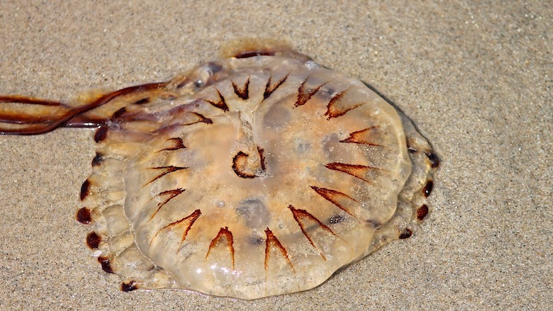 310720-kwallenradar-strand.jpg 310720-kwallenradar-strand.jpg