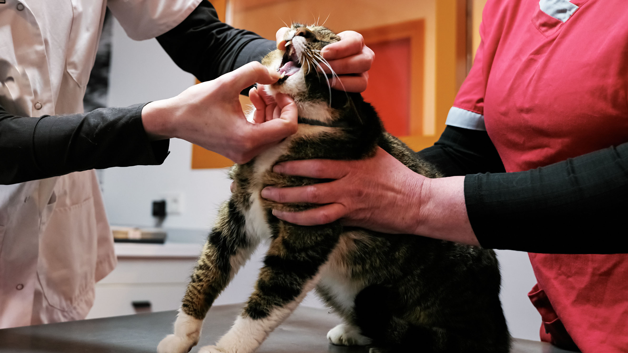 Katten Groene Aanslag