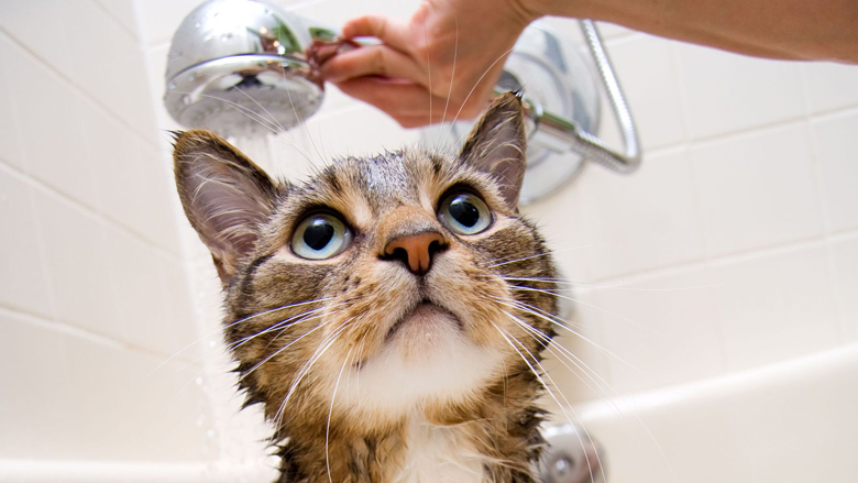 douche_kat_123rf_780.jpg douche_kat_123rf_780.jpg