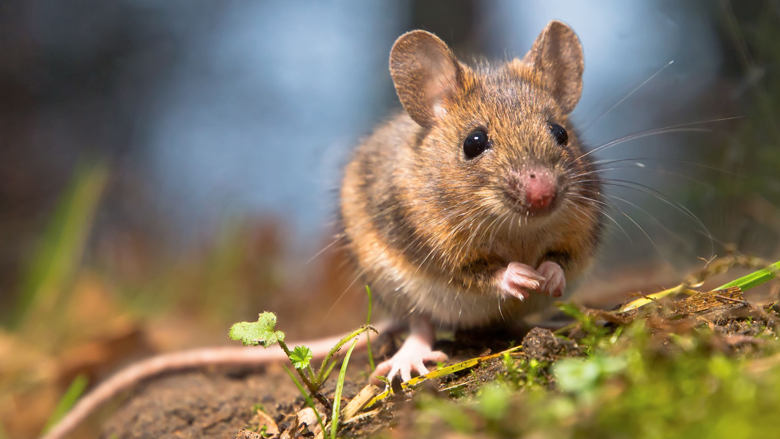 muis.jpg muis.jpg