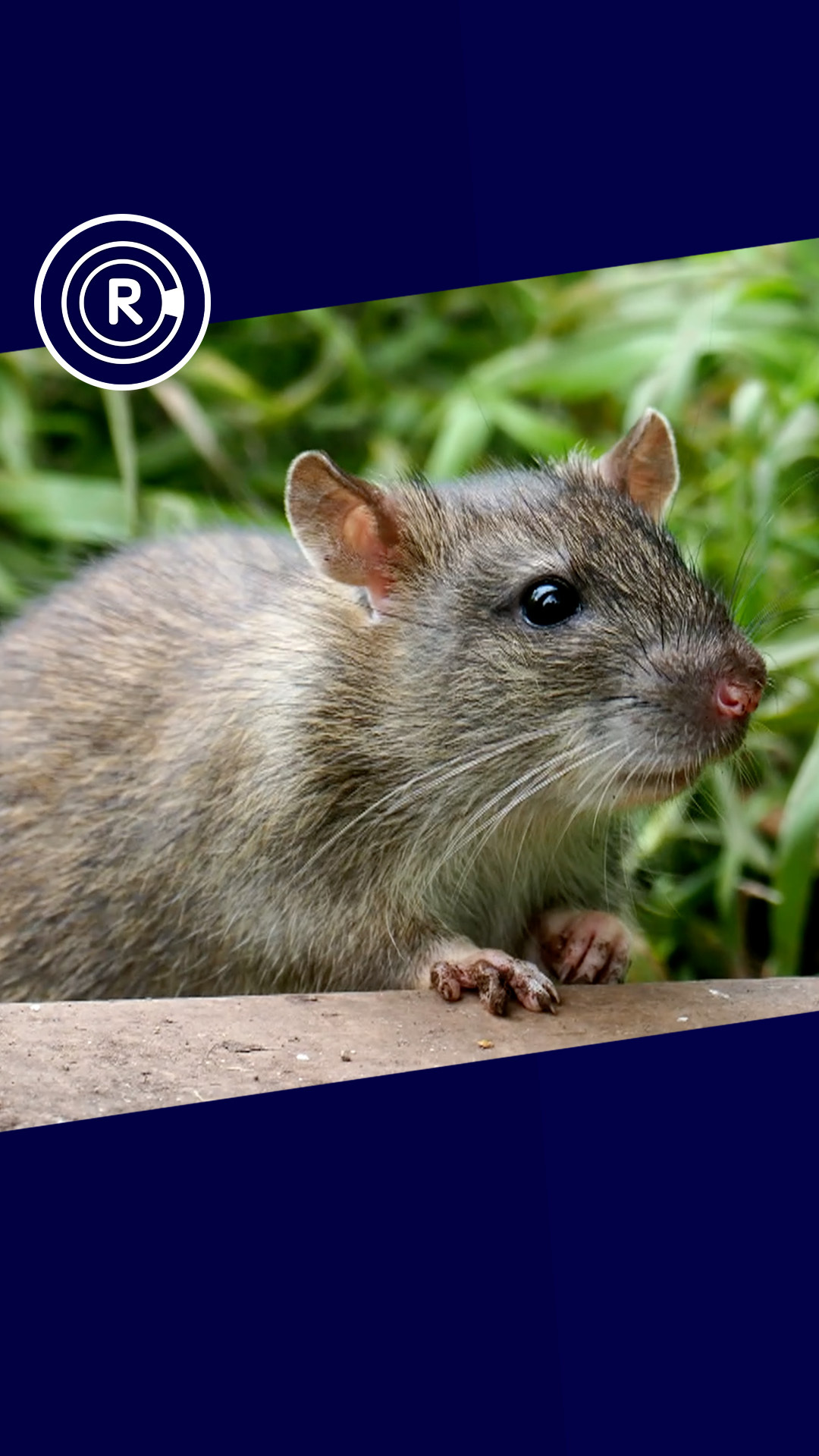 Thumbnail Ratten Zondertekst