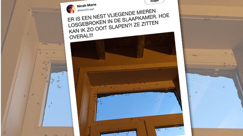 vliegendemieren-05072017-780.jpg vliegendemieren-05072017-780.jpg