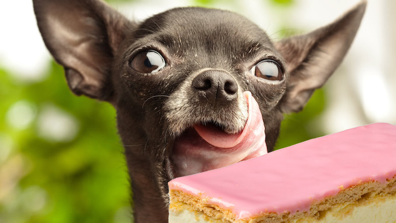 30092021 hond met tompouce.jpg 30092021 hond met tompouce.jpg