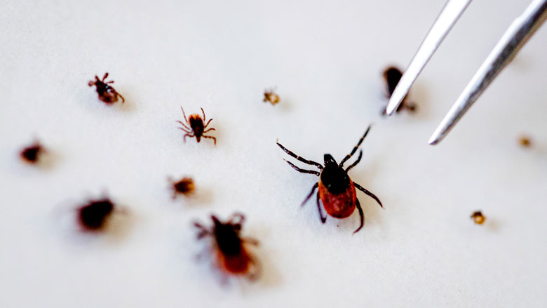 geld-ziekte-van-lyme21062017.jpg geld-ziekte-van-lyme21062017.jpg