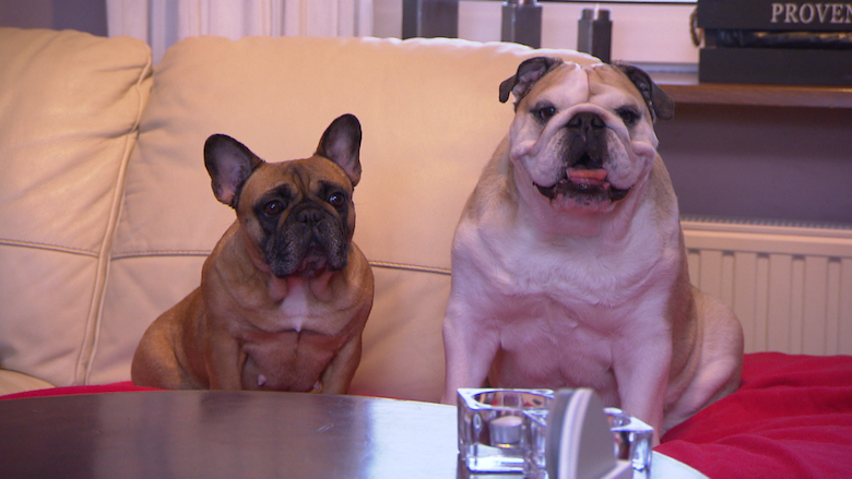 22032021 hondenhandel marktplaats.png