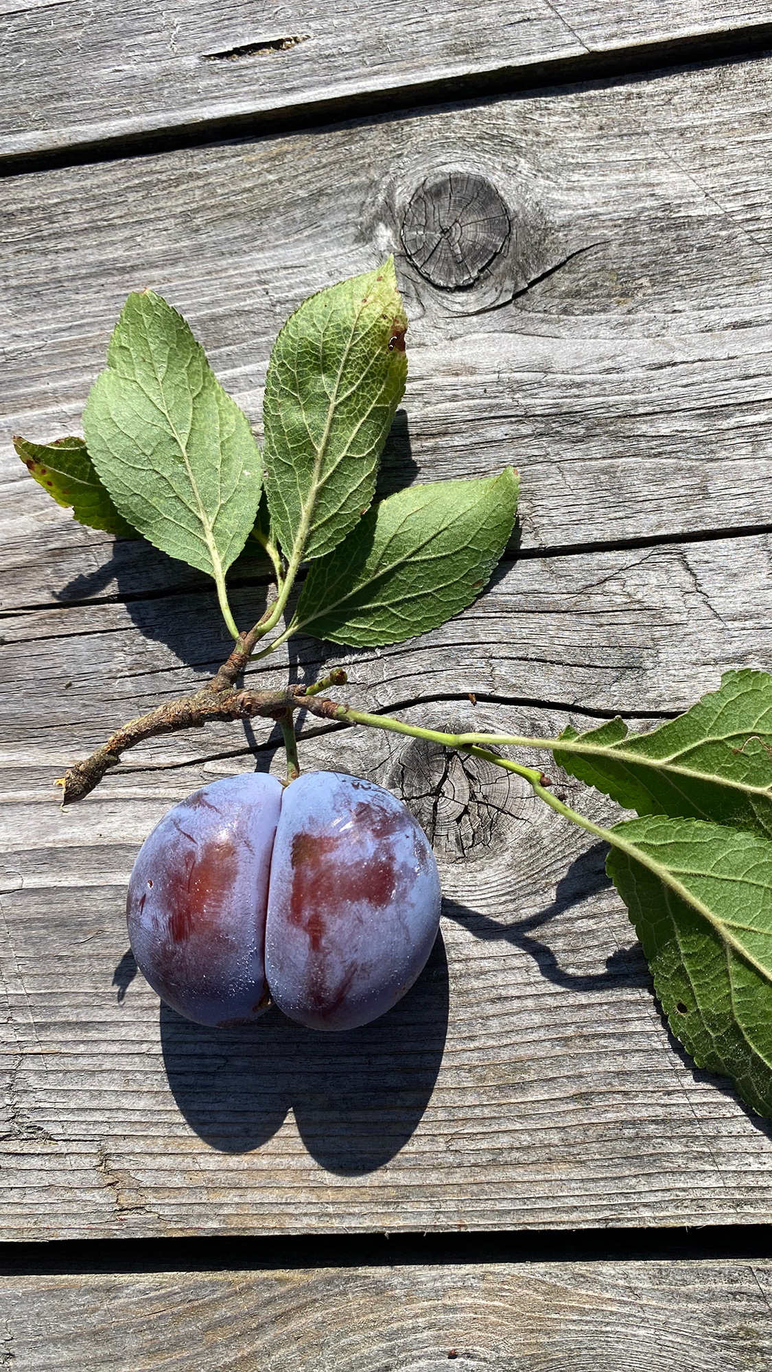 Fruit 1
