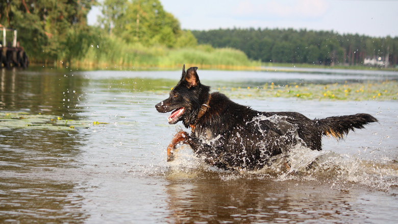 blauwalg-hond-180718.jpg blauwalg-hond-180718.jpg