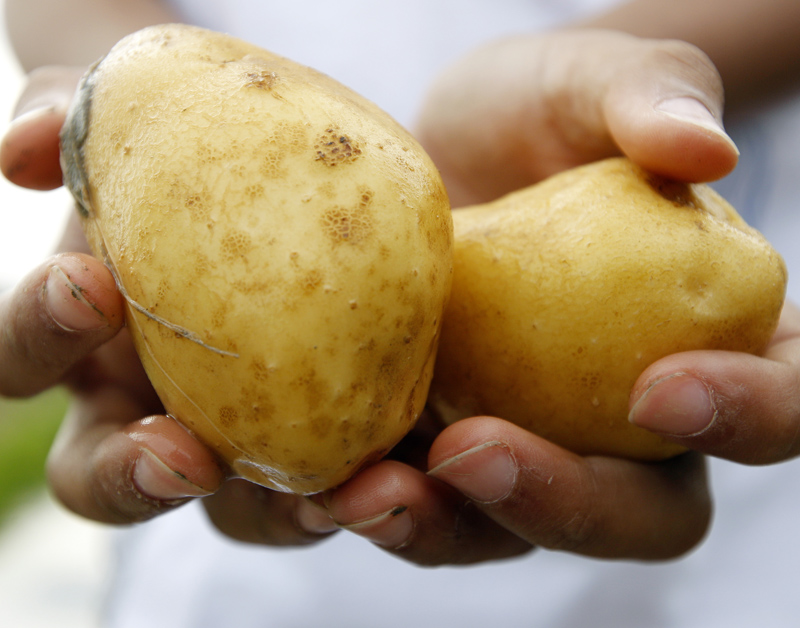 aardappel.jpg aardappel.jpg