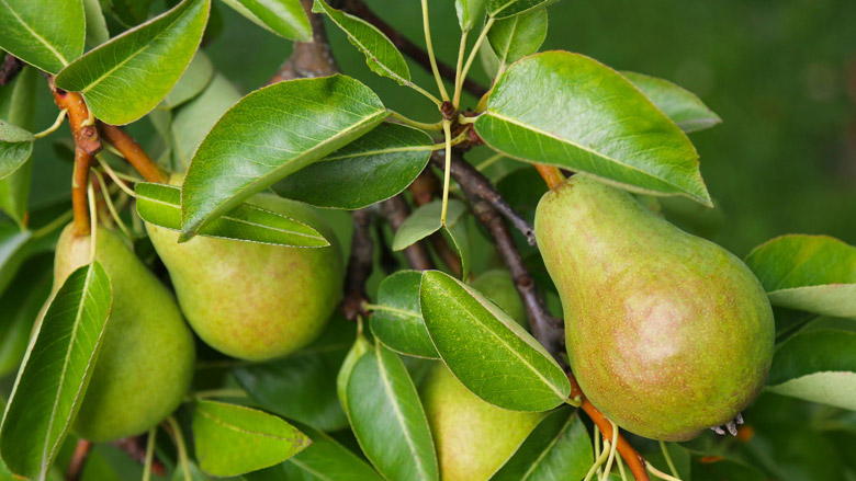 peren123.jpg peren123.jpg