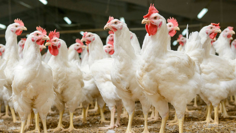 vleeskippen-ook-gecheckt-op-fipronil.jpg vleeskippen-ook-gecheckt-op-fipronil.jpg