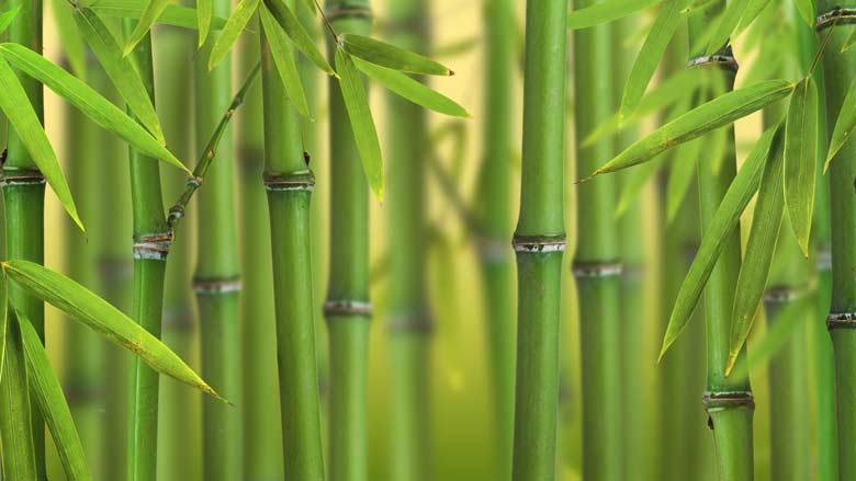 bamboe.jpg