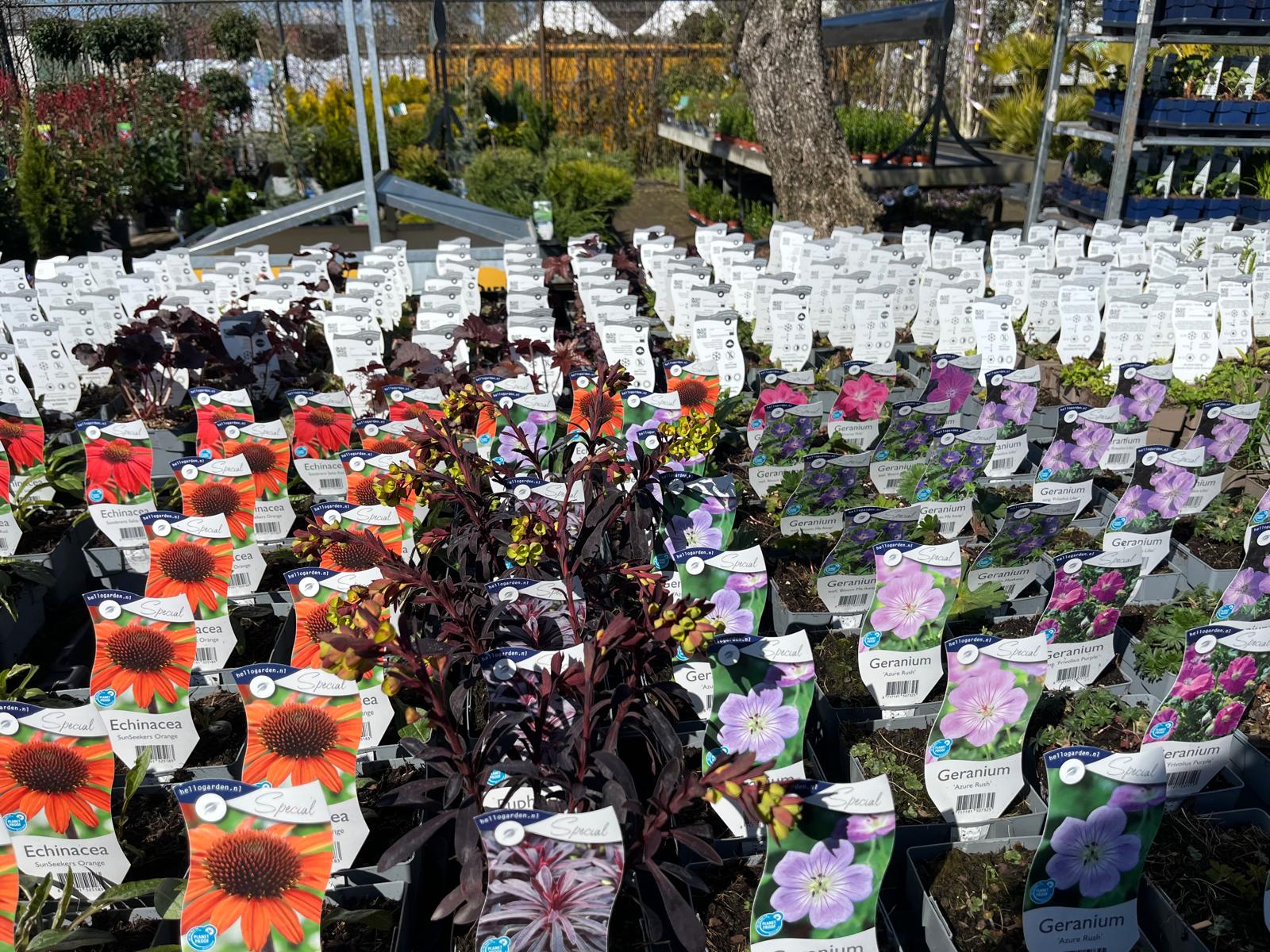 Inheemse En Biologische Planten