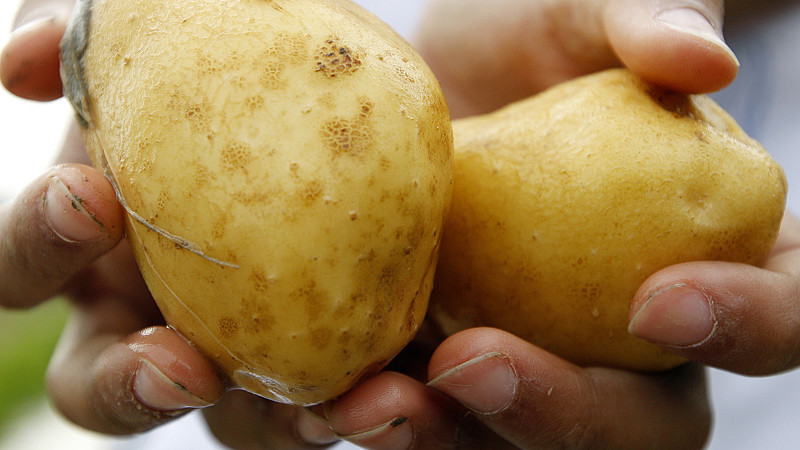 csm_aardappel_66b19137ab.jpg csm_aardappel_66b19137ab.jpg