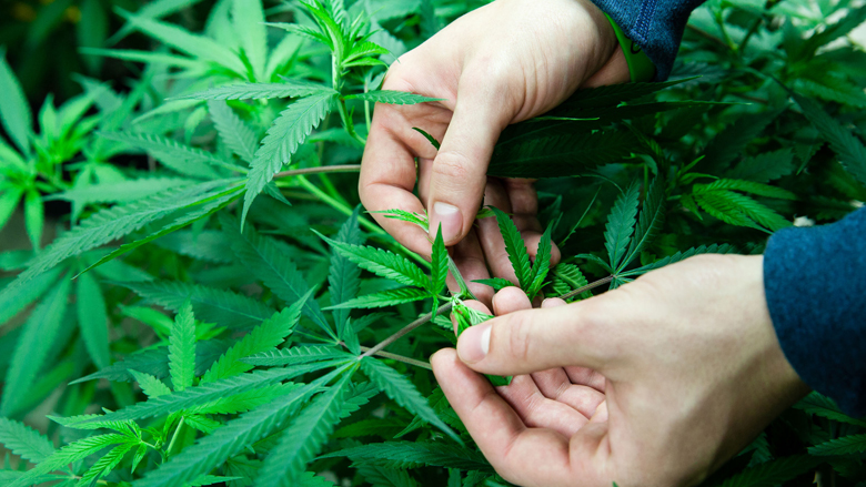marihuana.jpg marihuana.jpg