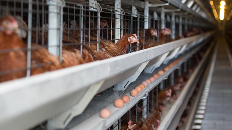 animal-rights-10012019.jpg animal-rights-10012019.jpg