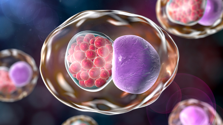 chlamydia-17012019.jpg chlamydia-17012019.jpg