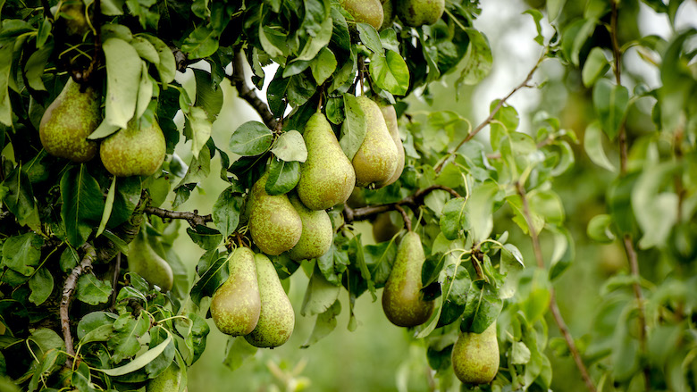 10:02 peren.jpg 10:02 peren.jpg