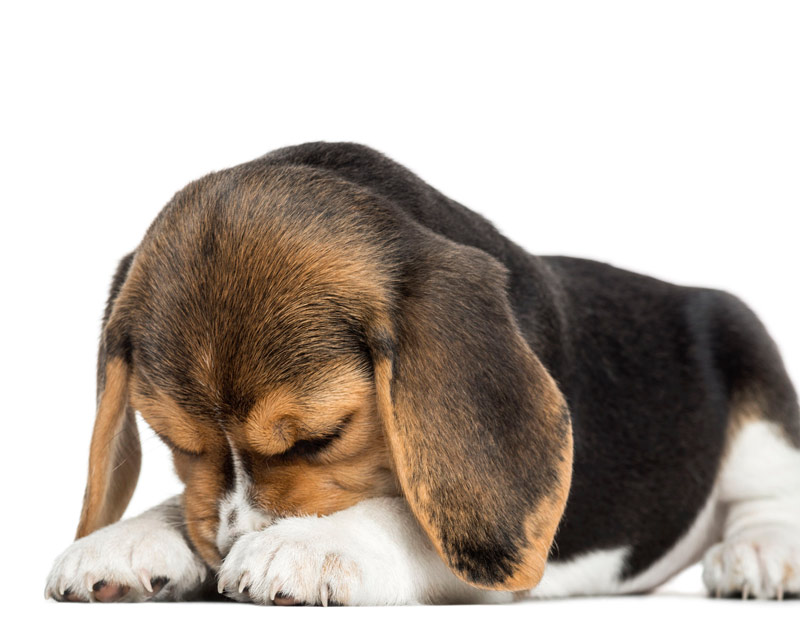 hond_bang_800.jpg hond_bang_800.jpg