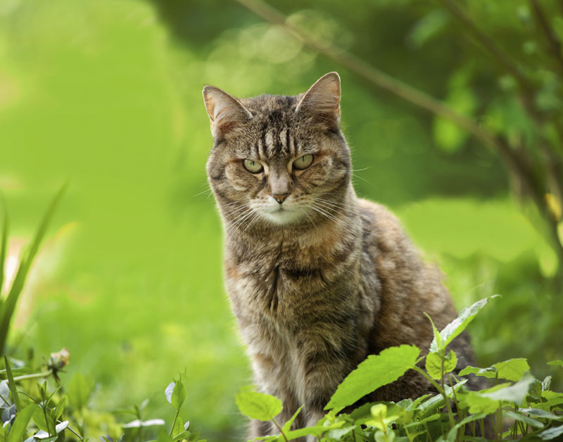 wilde_kat_628.jpg wilde_kat_628.jpg