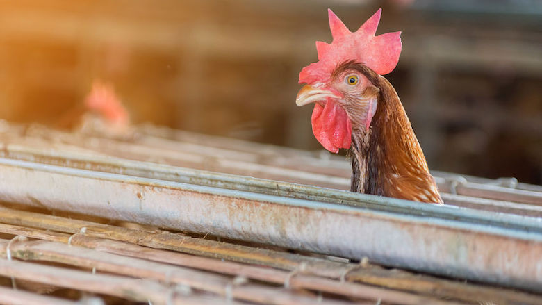 22102020 vogelgriep.jpg