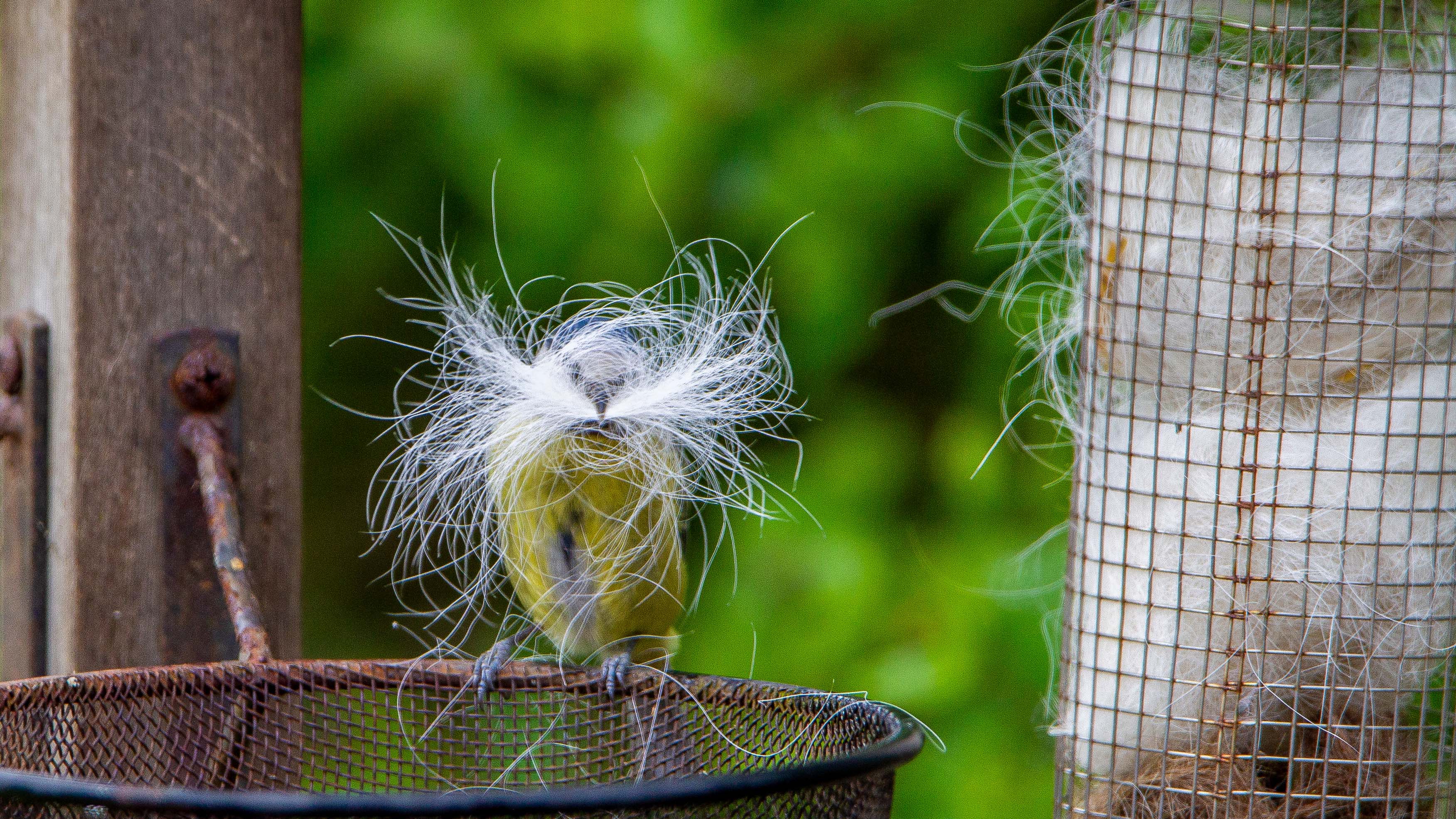 Hondenharen in Vogelnestje